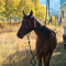 |Horse tied to the HiTie